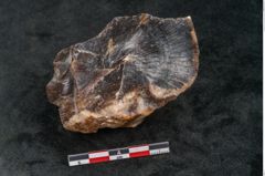 Foto (Seitenansicht) von Quercus gigantum Ettingshausen (NHMW-GEO-2024-0188-11579)